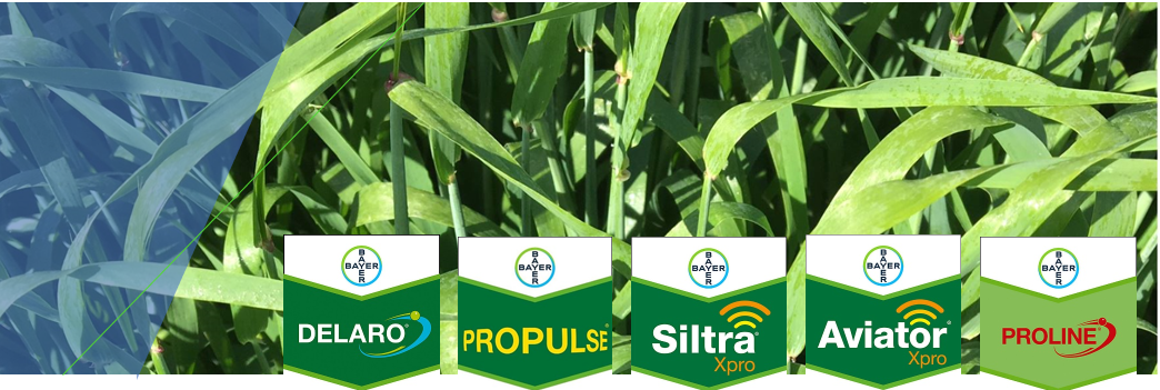 soppmidler, fungicider, korn, hvete, bygg, soppsykdommer